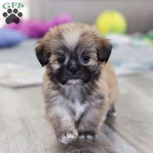 Taylor, Lhasa Apso Puppy